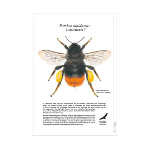 Poster „Steinhummel“ (Bombus lapidarius)