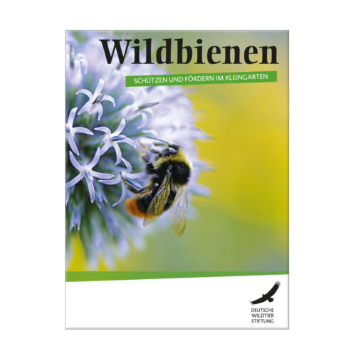 Wildbienen – schützen und fördern im Kleingarten